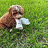 puppy, dog, curly_fur, brown_fur, white_markings, grass, outdoors, lawn, sock, toy, holding, sitting, cute, portrait, pet, animal, playful, greenery, daylight, closeup