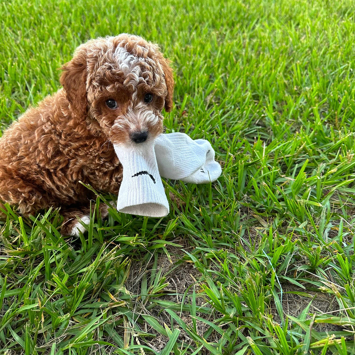 Mango is registered to the contest to win money with this photo: puppy, dog, curly_fur, brown_fur, white_markings, grass, outdoors, lawn, sock, toy, holding, sitting, cute, portrait, pet, animal, playful, greenery, daylight, closeup