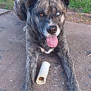 Zues is registered to the contest to win money with this photo: dog, brindle, heterochromia, tongue_out, bone, toy, playful, pet, canine, outdoor, grass, concrete, paw, lying_down, animal, friendly, cute, happy, mammal, companion