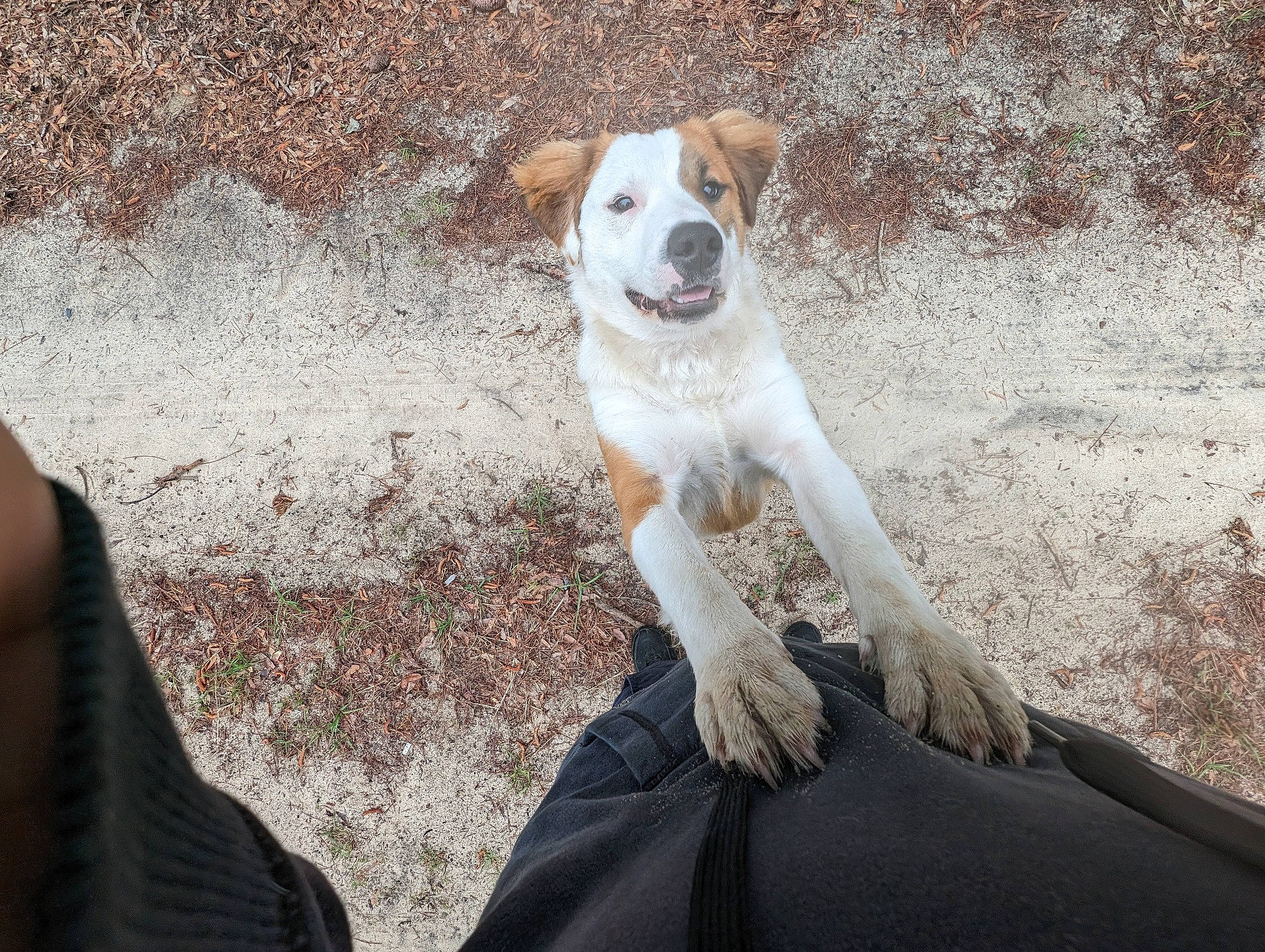 Mac N Cheese is registered to the contest to win money with this photo: ancient_dog_breeds, canidae, carnivore, collar, companion_dog, dog, dog_breed, dog_collar, fawn, fur, gesture, hunting_dog, non_sporting_group, rock, sitting, soil, street_dog, tail, terrestrial_animal, whiskers