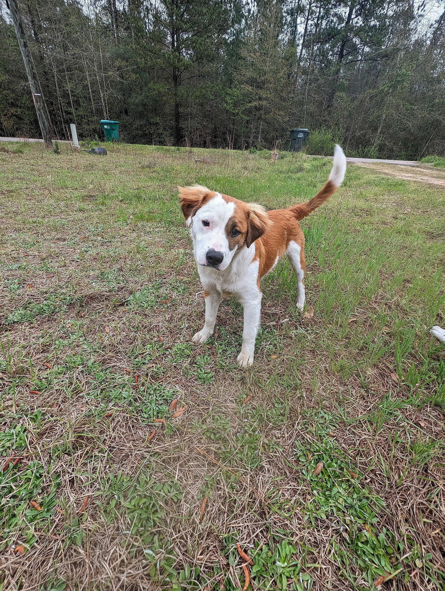 Mac N Cheese is registered to the contest to win money with this photo: canidae, carnivore, collar, companion_dog, dog, dog_breed, dog_collar, fawn, grass, hunting_dog, non_sporting_group, pasture, plant, tail, terrier, tree, wire_hair_fox_terrier, working_dog