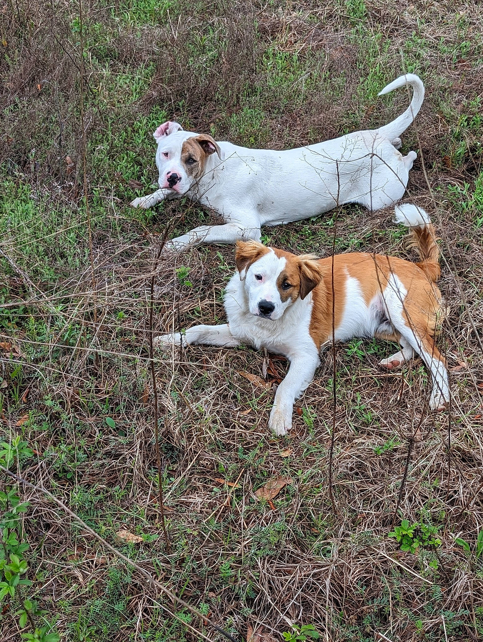 Mac N Cheese joined the competition — help win amazing prizes! beagle_harrier, carnivore, chair, collar, companion_dog, dog, dog_breed, dog_collar, dog_supply, fawn, grass, hound, irishjacks, pet_supply, plant, sporting_group, tail, terrier, working_animal, working_terrier