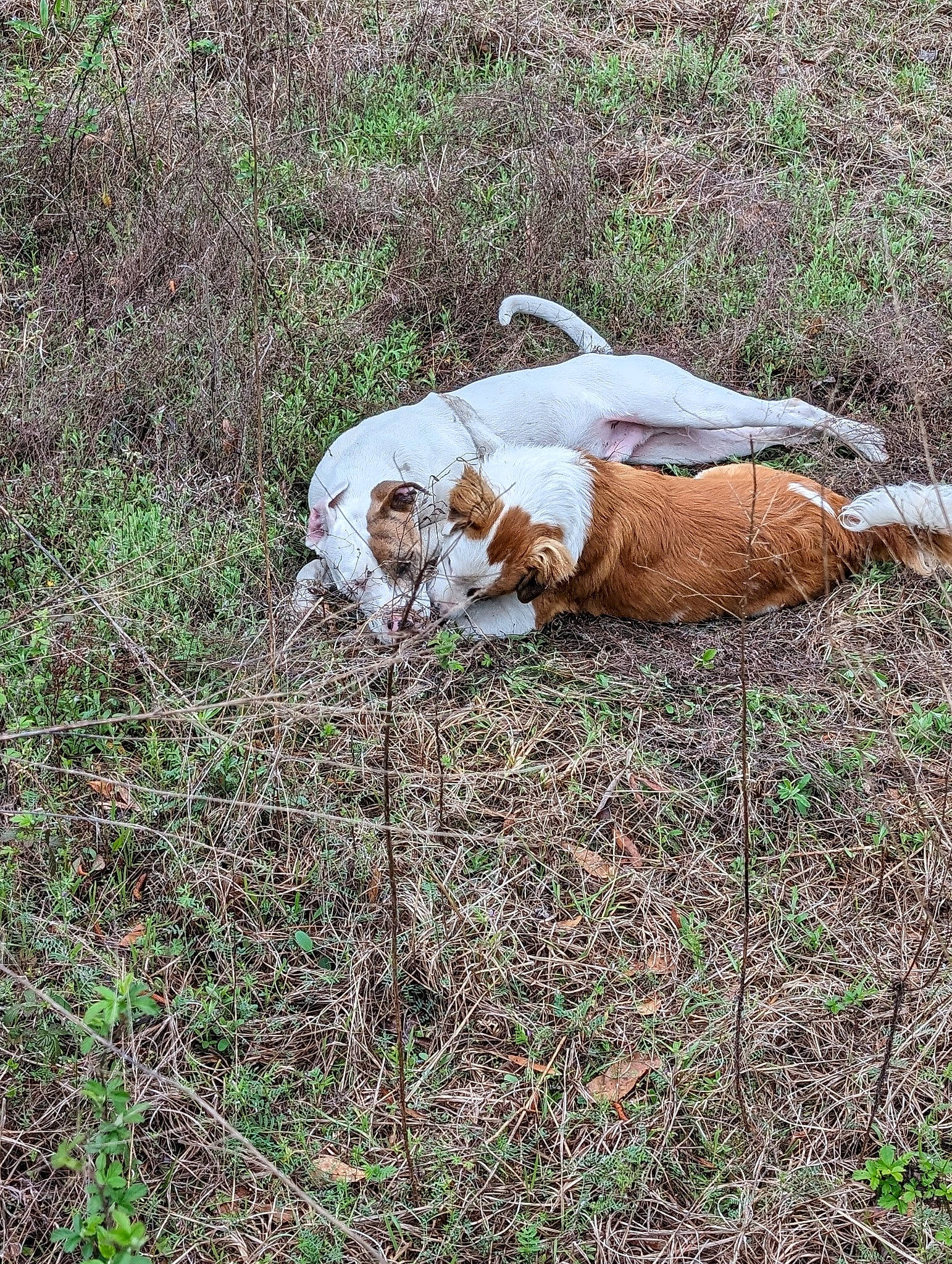 Mac N Cheese joined the competition — help win amazing prizes! canidae, carnivore, companion_dog, dog, dog_breed, grass, grassland, groundcover, hound, hunting_dog, pasture, plant, scent_hound, shrubland, soil, sporting_group, tail, terrestrial_animal, working_animal, working_terrier