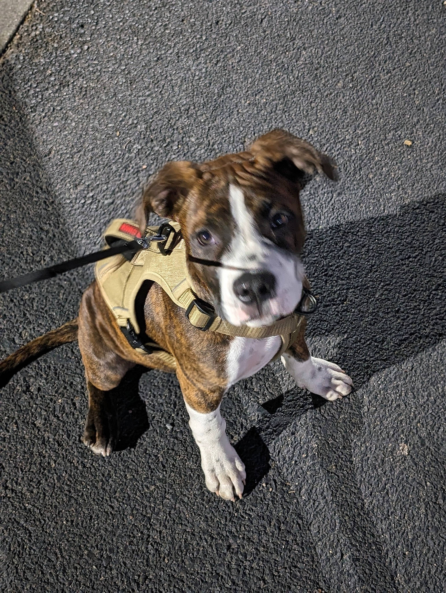 Dexter is registered to the contest to win money with this photo: asphalt, canidae, carnivore, collar, companion_dog, concrete, dog, dog_breed, dog_collar, dog_walking, fawn, leash, paw, road_surface, sidewalk, sporting_group, street_dog, tail, working_animal, working_dog