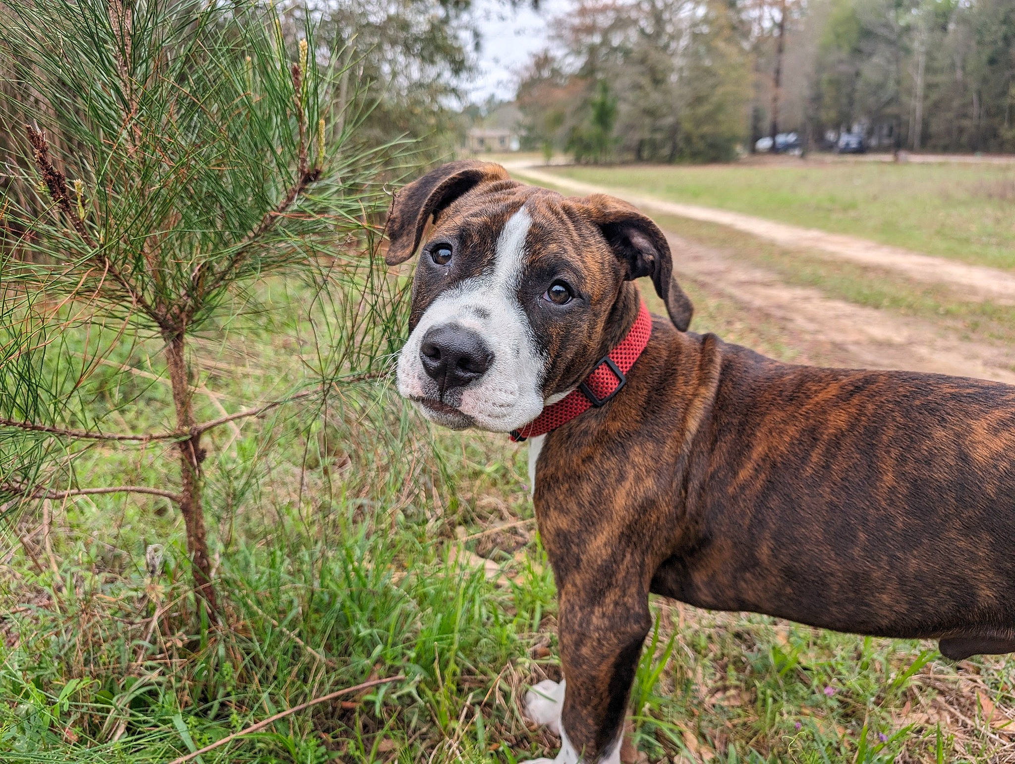 Dexter joined the competition — help win amazing prizes! ancient_dog_breeds, canidae, carnivore, collar, companion_dog, dog, dog_breed, dog_collar, fawn, grass, hunting_dog, liver, molosser, non_sporting_group, plant, sporting_group, tree, working_animal, working_dog