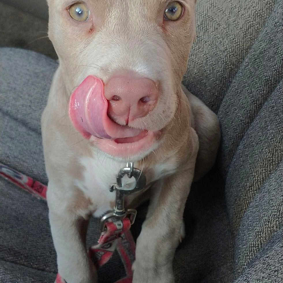Loki