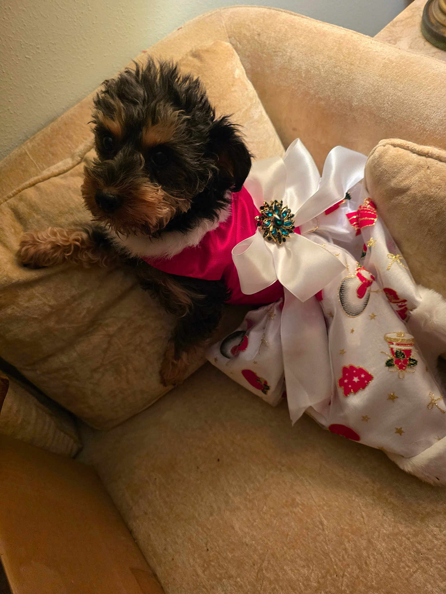 Ginger joined the competition — help win amazing prizes! puppy, dog, pet, couch, indoor, cute, furry, costume, dress, bow, jewel, beige, animal, small_dog, fur, looking, laying, home, adorable, holiday