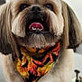 animal, autumn, bandana, closeup, companion, cute, dog, domestic, ears, face, fluffy, fur, happy, indoor, leaves, muzzle, pet, portrait, smiling, tongue