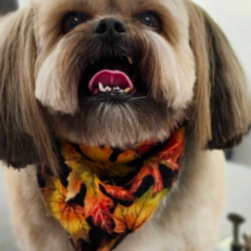 Takoda Bigsby joined the competition — help win amazing prizes! animal, autumn, bandana, closeup, companion, cute, dog, domestic, ears, face, fluffy, fur, happy, indoor, leaves, muzzle, pet, portrait, smiling, tongue