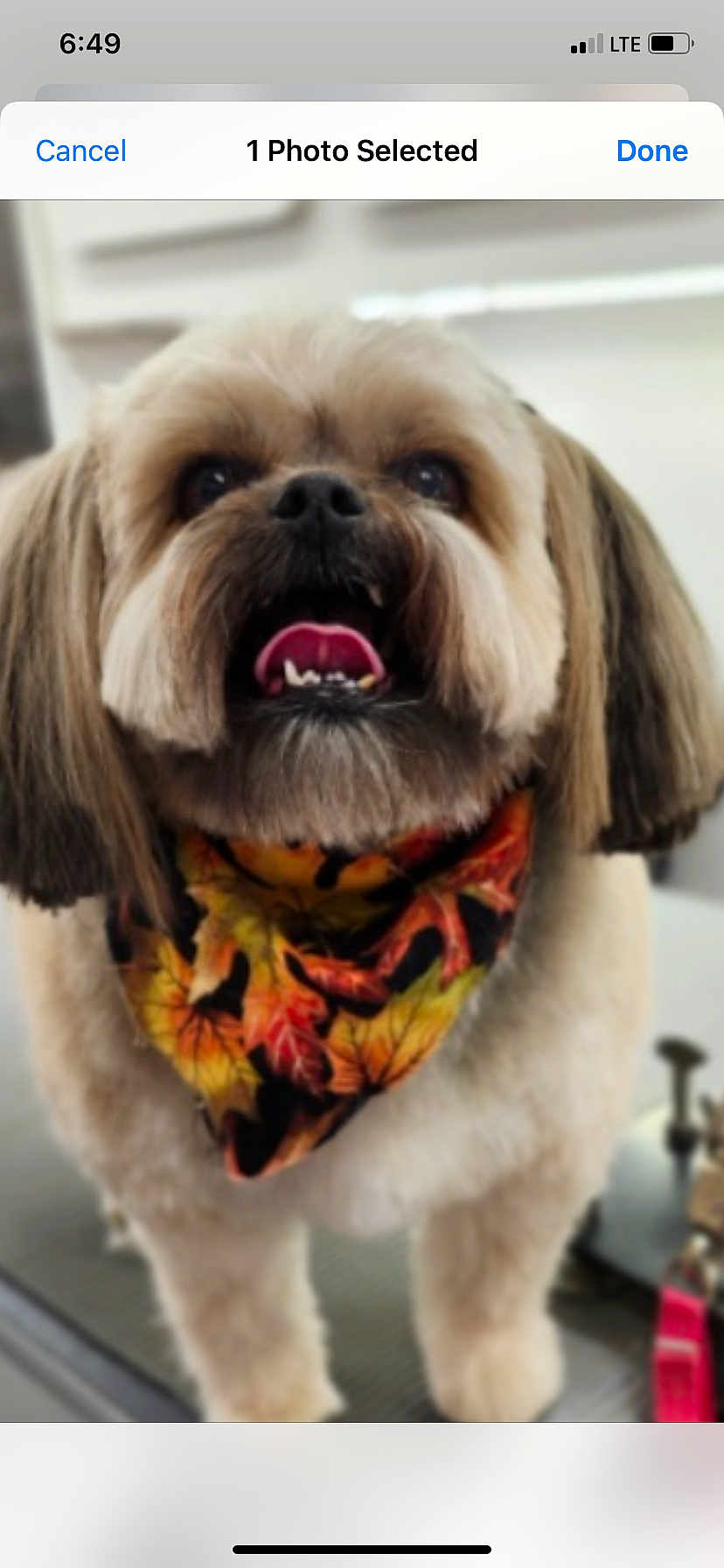 Takoda Bigsby joined the competition — help win amazing prizes! animal, autumn, bandana, closeup, companion, cute, dog, domestic, ears, face, fluffy, fur, happy, indoor, leaves, muzzle, pet, portrait, smiling, tongue