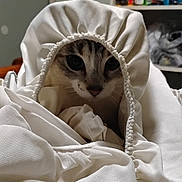 Nala Mae joined the competition — help win amazing prizes! cat, fabric, white, curious, peeking, closeup, indoor, soft, texture, animal, pet, cozy, face, whiskers, eyes, cute, domestic, cover, pouch, mystery