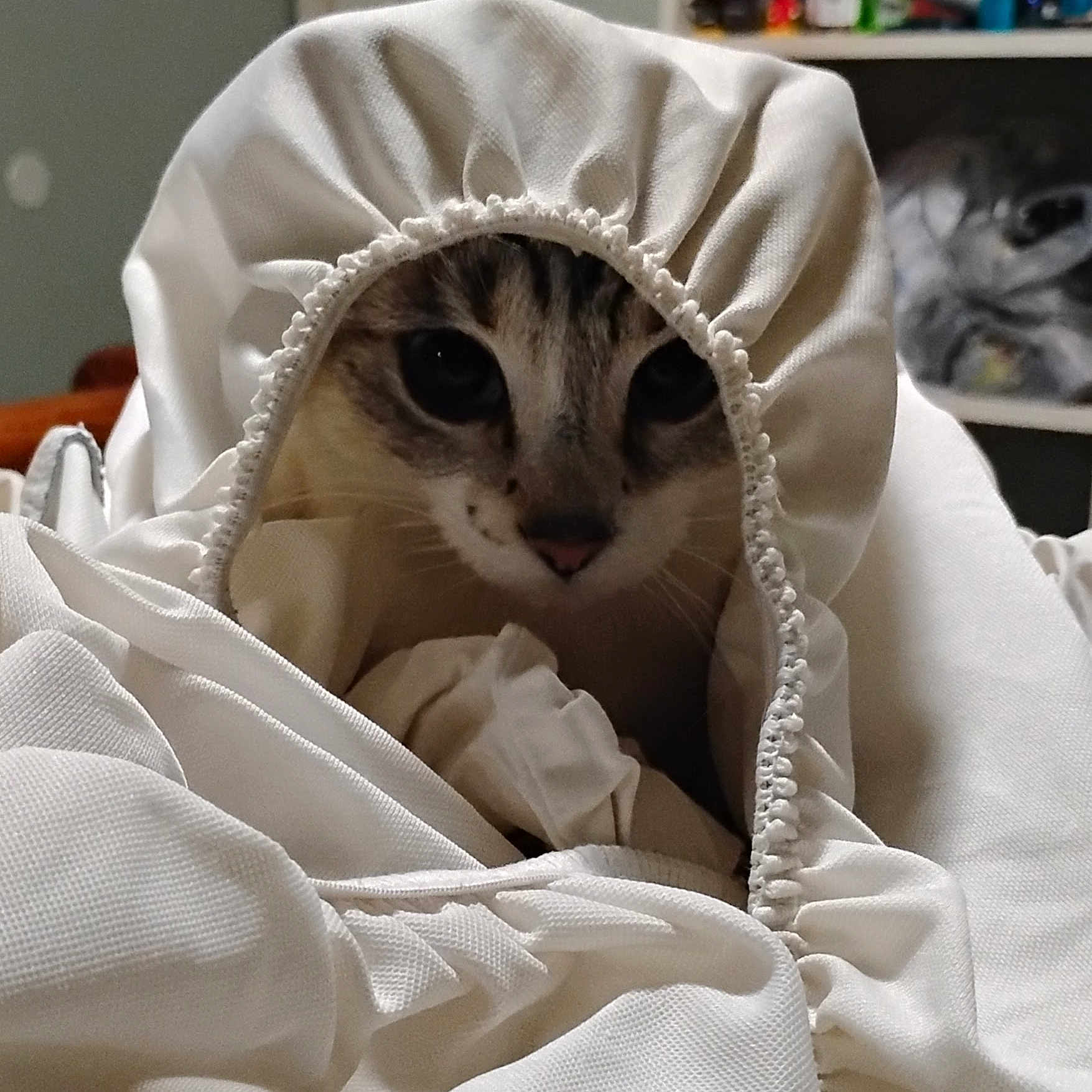 Nala Mae joined the competition — help win amazing prizes! cat, fabric, white, curious, peeking, closeup, indoor, soft, texture, animal, pet, cozy, face, whiskers, eyes, cute, domestic, cover, pouch, mystery