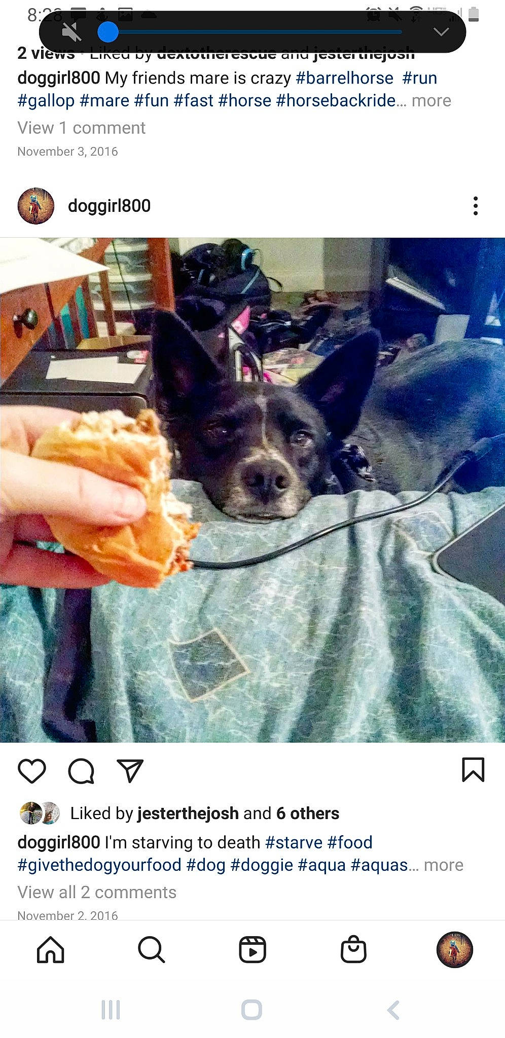 Aqua is registered to the contest to win money with this photo: advertising, canidae, carnivore, comfort, companion_dog, dog, dog_breed, dog_supply, font, fur, photo_caption, photograph, recipe, screenshot, snapshot, snout, sporting_group, toy_dog, travel, working_animal