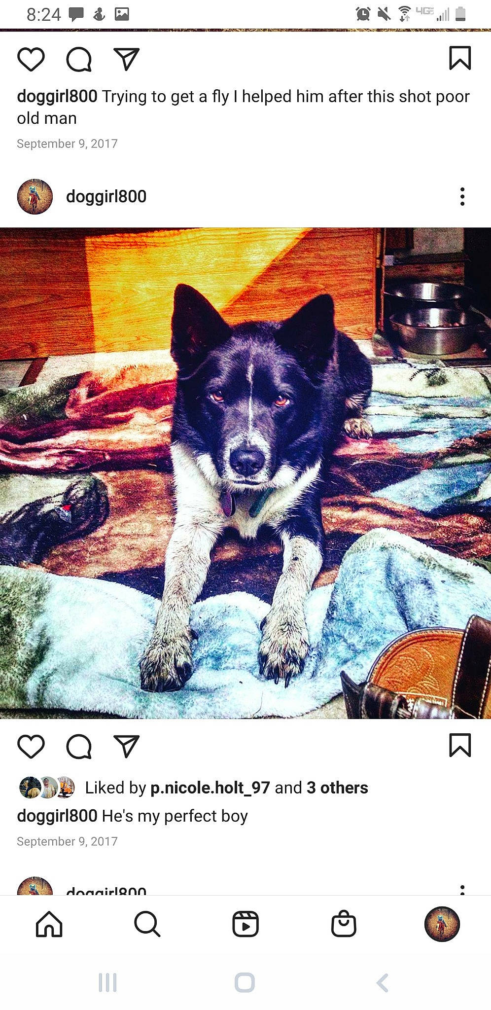 Aqua is registered to the contest to win money with this photo: advertising, art, carnivore, companion_dog, dog, dog_breed, electric_blue, font, graphic_design, herding_dog, home_appliance, kitchen_appliance, photo_caption, poster, rectangle, sharing, sporting_group, square, technology, travel