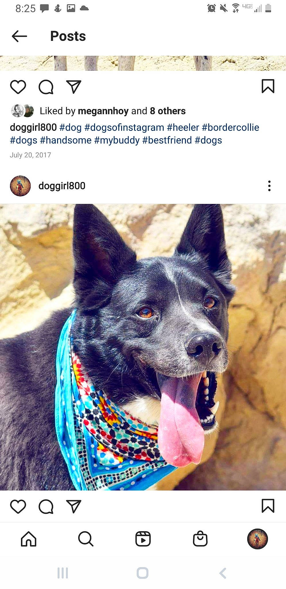 Aqua is registered to the contest to win money with this photo: adaptation, beauty, canidae, carnivore, collar, companion_dog, dog, dog_breed, electric_blue, font, organism, pet_supply, photo_caption, photograph, product, rectangle, screenshot, snapshot, snout, working_animal