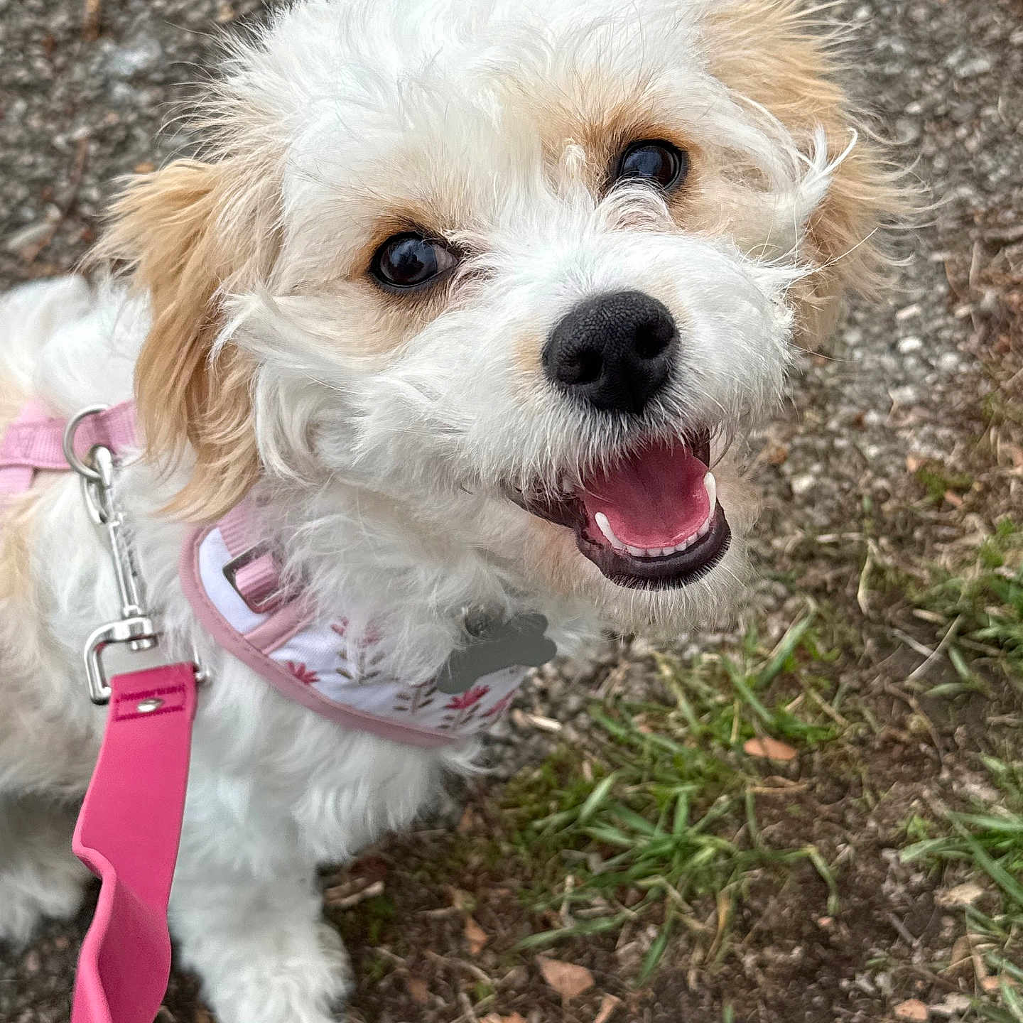 London joined the competition — help win amazing prizes! accessories, animal, bodypart, canine, collar, dog, eskimodog, grass, lawn, leash, mouth, person, pet, plant, poodle, puppy, strap, terrier, tongue, whitedog