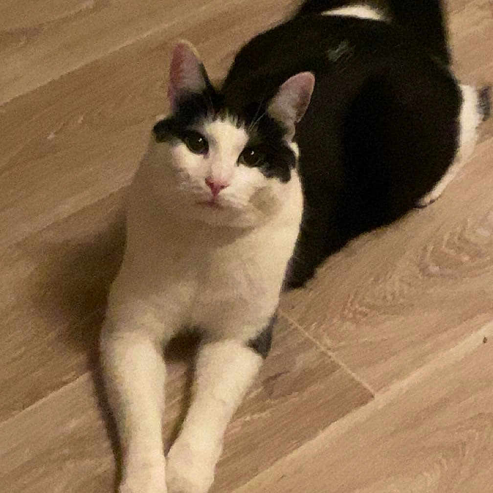 Minou