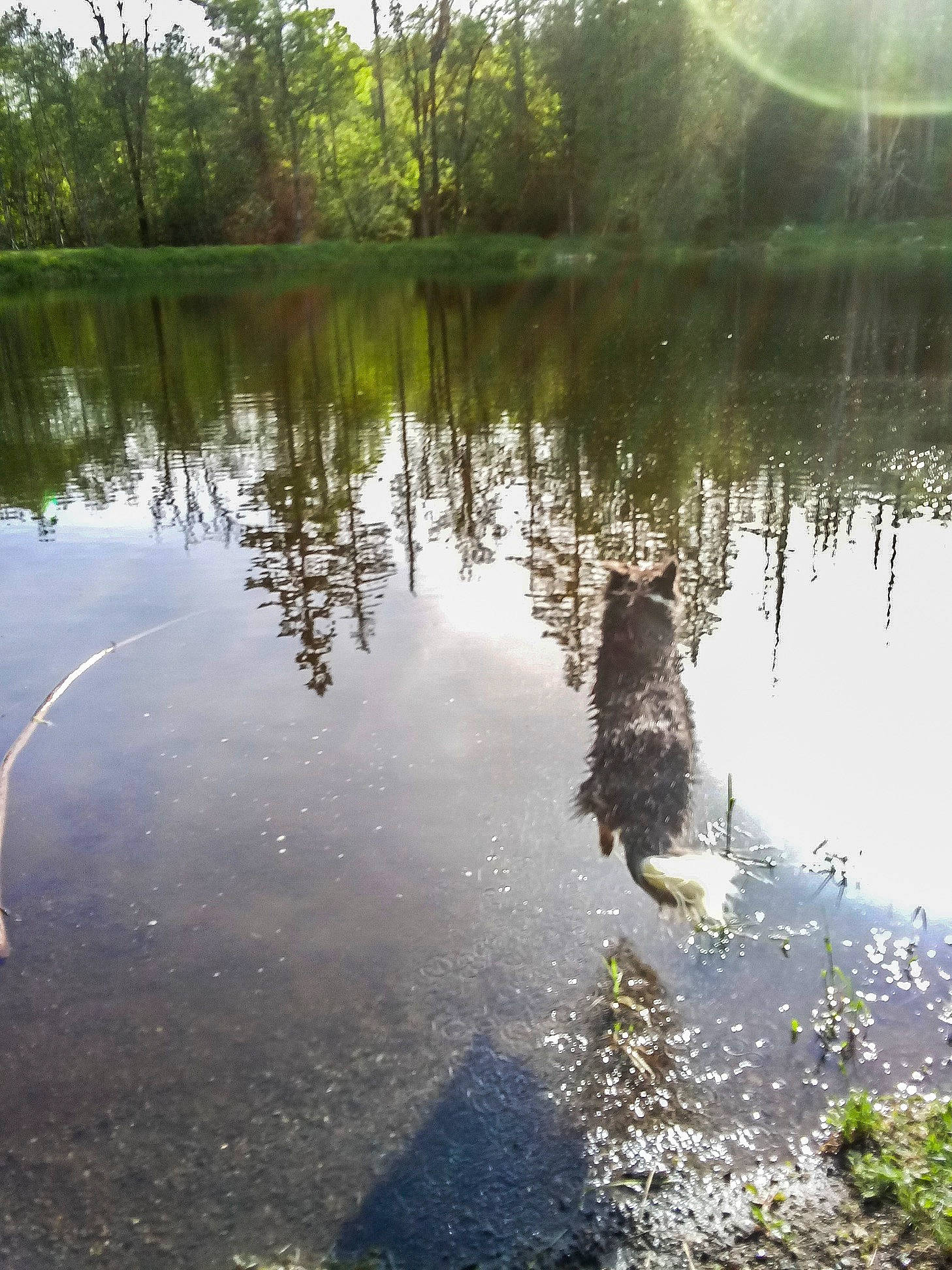 Ari is registered to the contest to win money with this photo: bank, bayou, canidae, fish_pond, lacustrine_plain, lake, natural_environment, pond, reflection, reservoir, river, sky, sporting_group, sunlight, tree, water, water_resources, watercourse, waterway, wetland