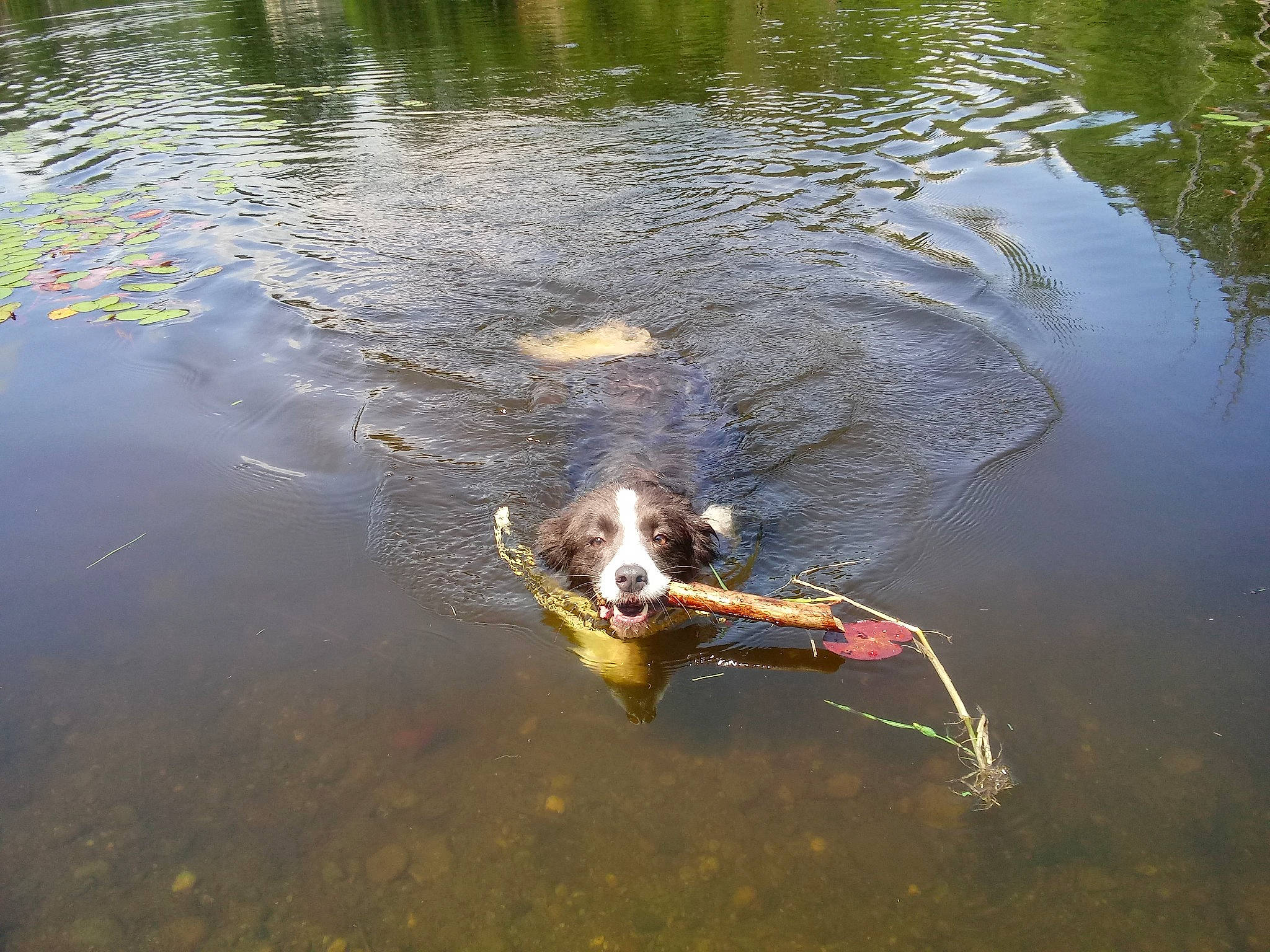 Ari is registered to the contest to win money with this photo: bank, canidae, carnivore, dog, dog_breed, fawn, fish_pond, pond, reflection, river, sporting_group, water, water_resources, watercourse