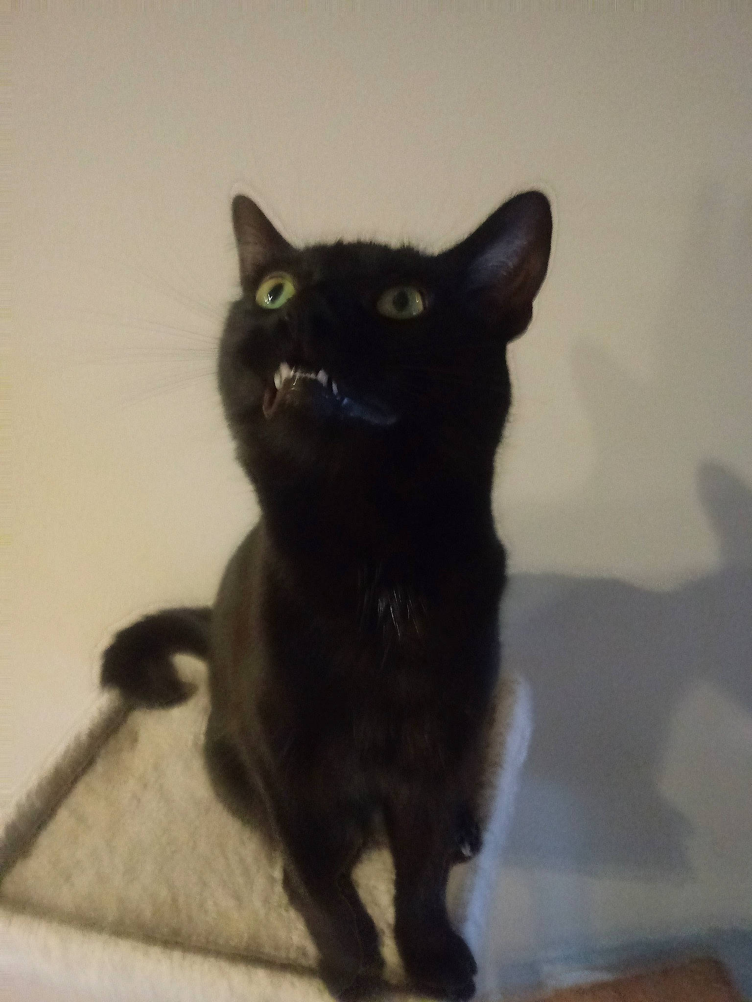 Tarot is registered to the contest to win money with this photo: asian, black_cat, bombay, burmese, carnivore, cat, domestic_short_haired_cat, felidae, german_rex, havana_brown, korat, mammal, small_to_medium_sized_cats, tail, whiskers