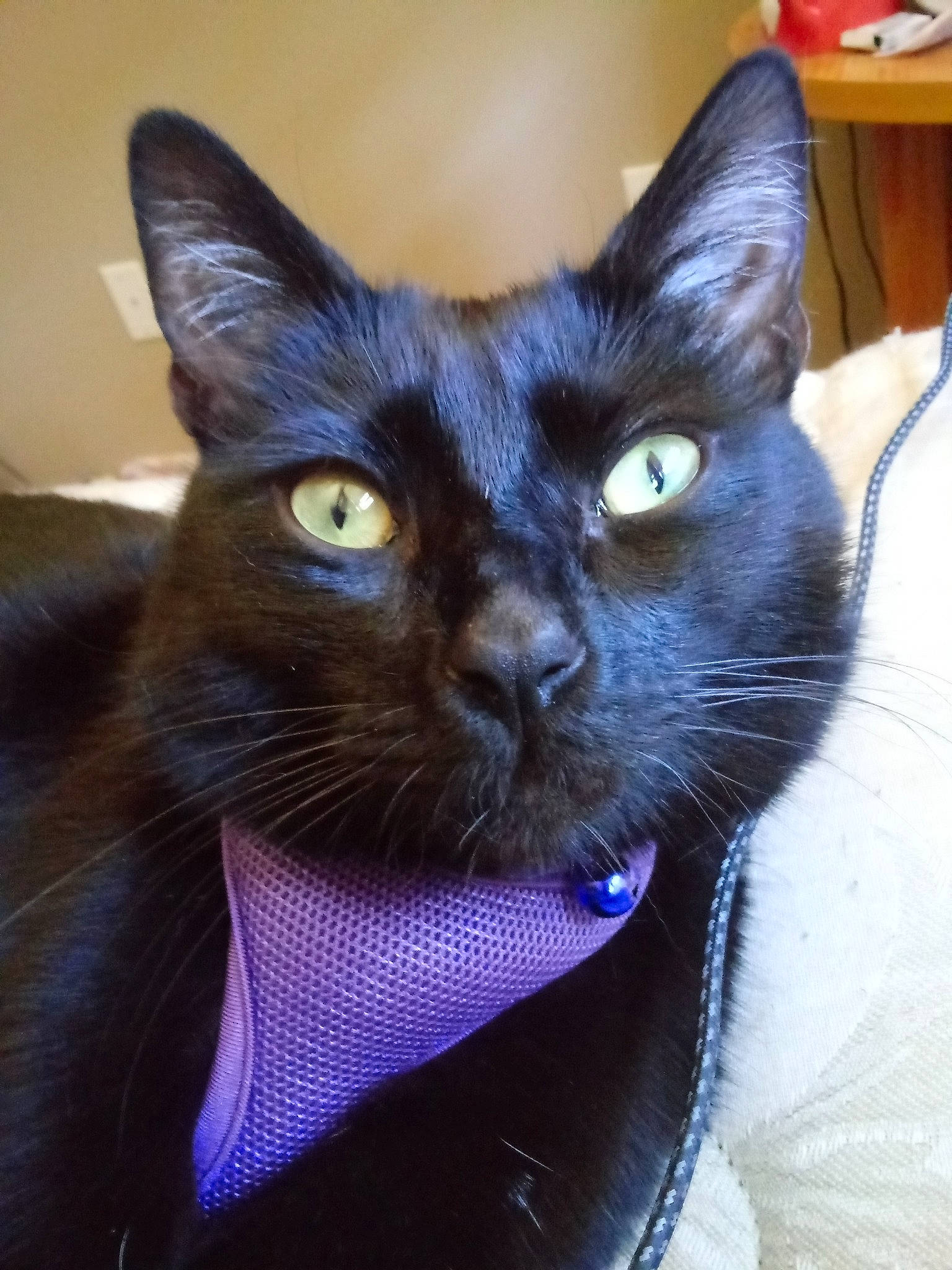 Tarot is registered to the contest to win money with this photo: asian, black_cat, bombay, burmese, carnivore, cat, domestic_short_haired_cat, felidae, german_rex, havana_brown, javanese, kitten, korat, mammal, oriental_longhair, oriental_shorthair, small_to_medium_sized_cats, snout, vertebrate, whiskers