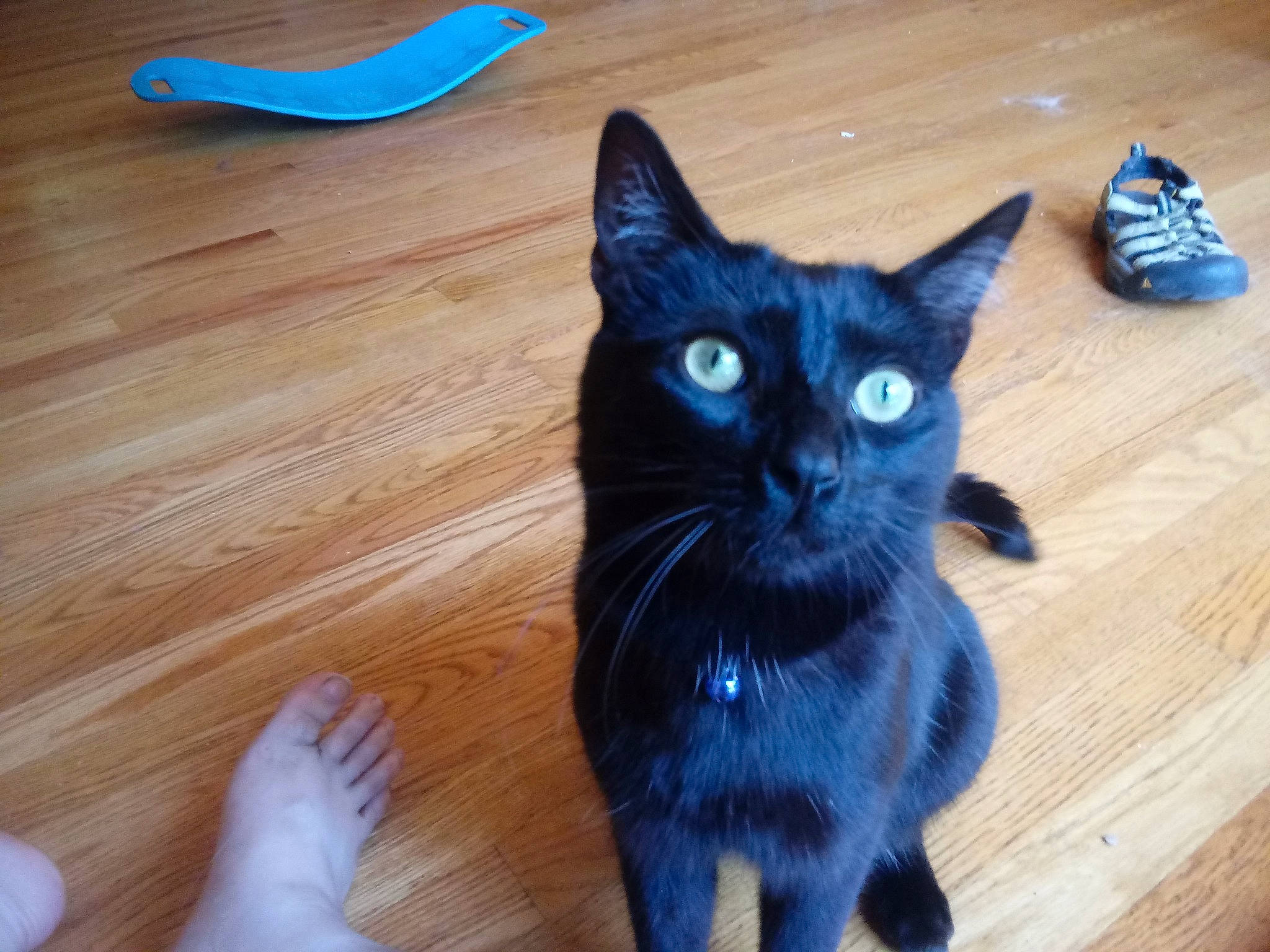 Tarot joined the competition — help win amazing prizes! asian, black, black_cat, blue, bombay, burmese, carnivore, cat, domestic_short_haired_cat, felidae, floor, flooring, hardwood, iris, kitten, korat, mammal, small_to_medium_sized_cats, tail, whiskers