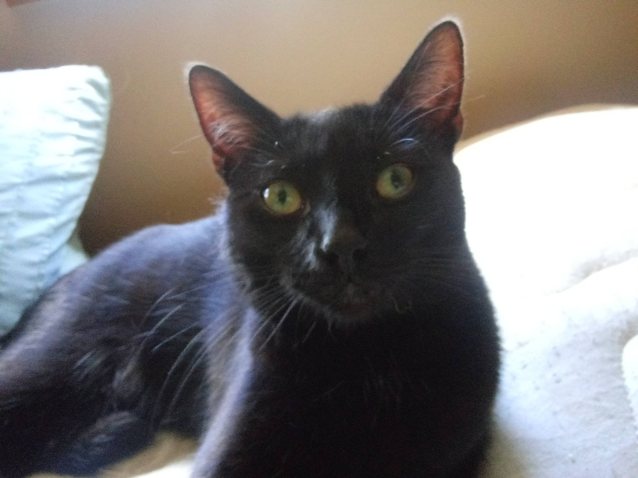 Tarot is registered to the contest to win money with this photo: asian, black_cat, bombay, burmese, carnivore, cat, domestic_short_haired_cat, felidae, german_rex, javanese, kitten, korat, mammal, small_to_medium_sized_cats, snout, vertebrate, whiskers