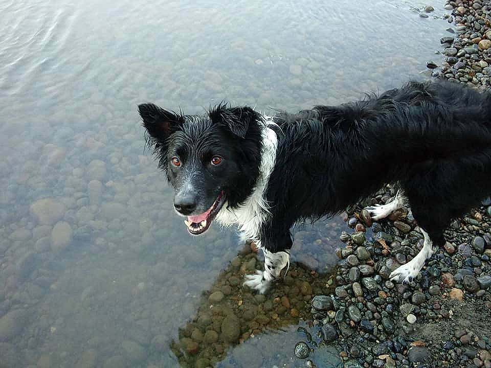 Ripley joined the competition — help win amazing prizes! australian_collie, border_collie, canidae, carnivore, dog, dog_breed, herding_dog, karelian_bear_dog, mammal, rare_breed_dog, snout, sporting_group, stabyhoun, vertebrate, working_dog