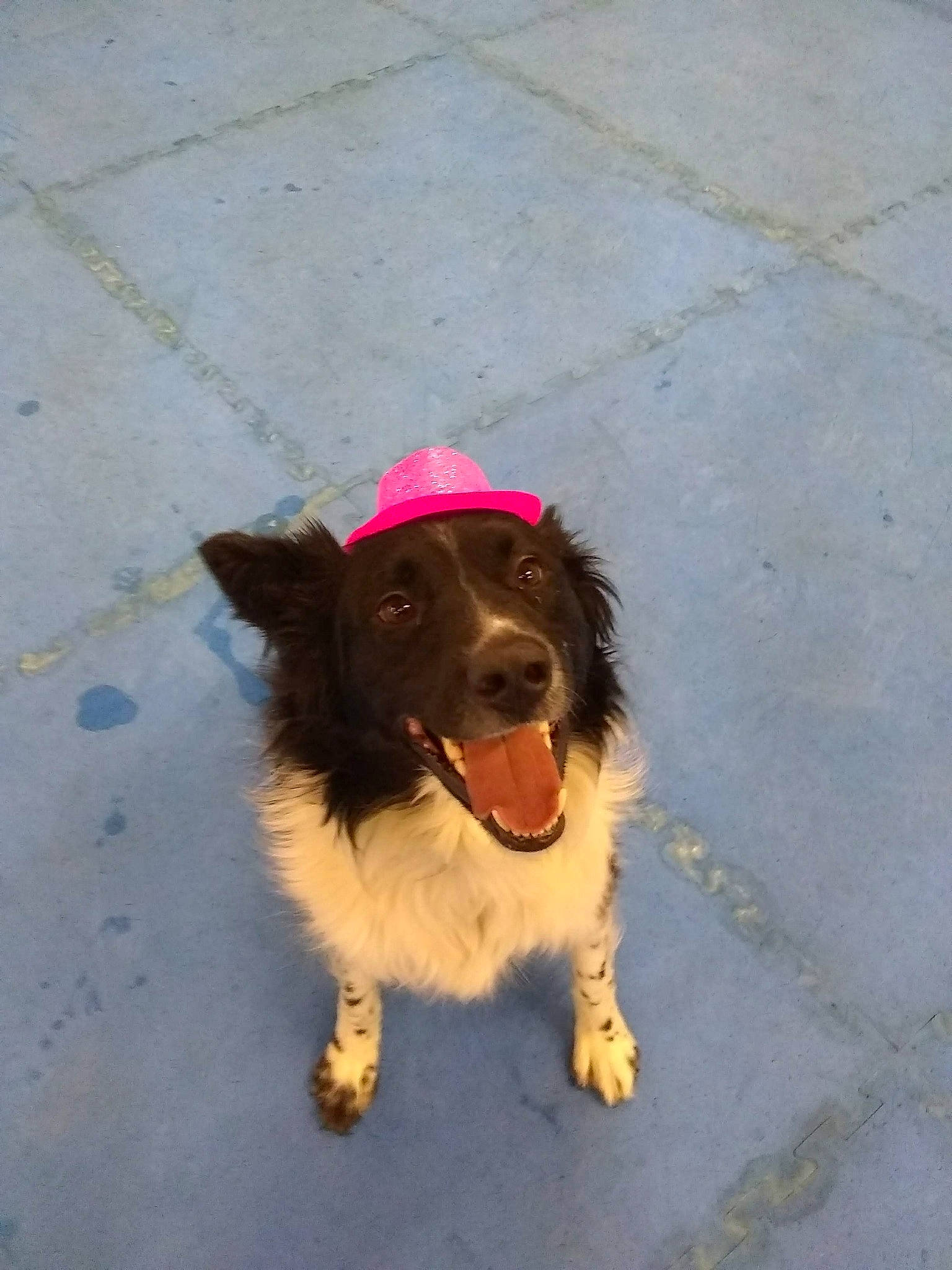 Ripley joined the competition — help win amazing prizes! blue_picardy_spaniel, boykin_spaniel, canidae, carnivore, dog, dog_breed, drentse_patrijshond, english_springer_spaniel, french_spaniel, german_longhaired_pointer, german_spaniel, mammal, rare_breed_dog, small_munsterlander, spaniel, sporting_group, wetterhoun