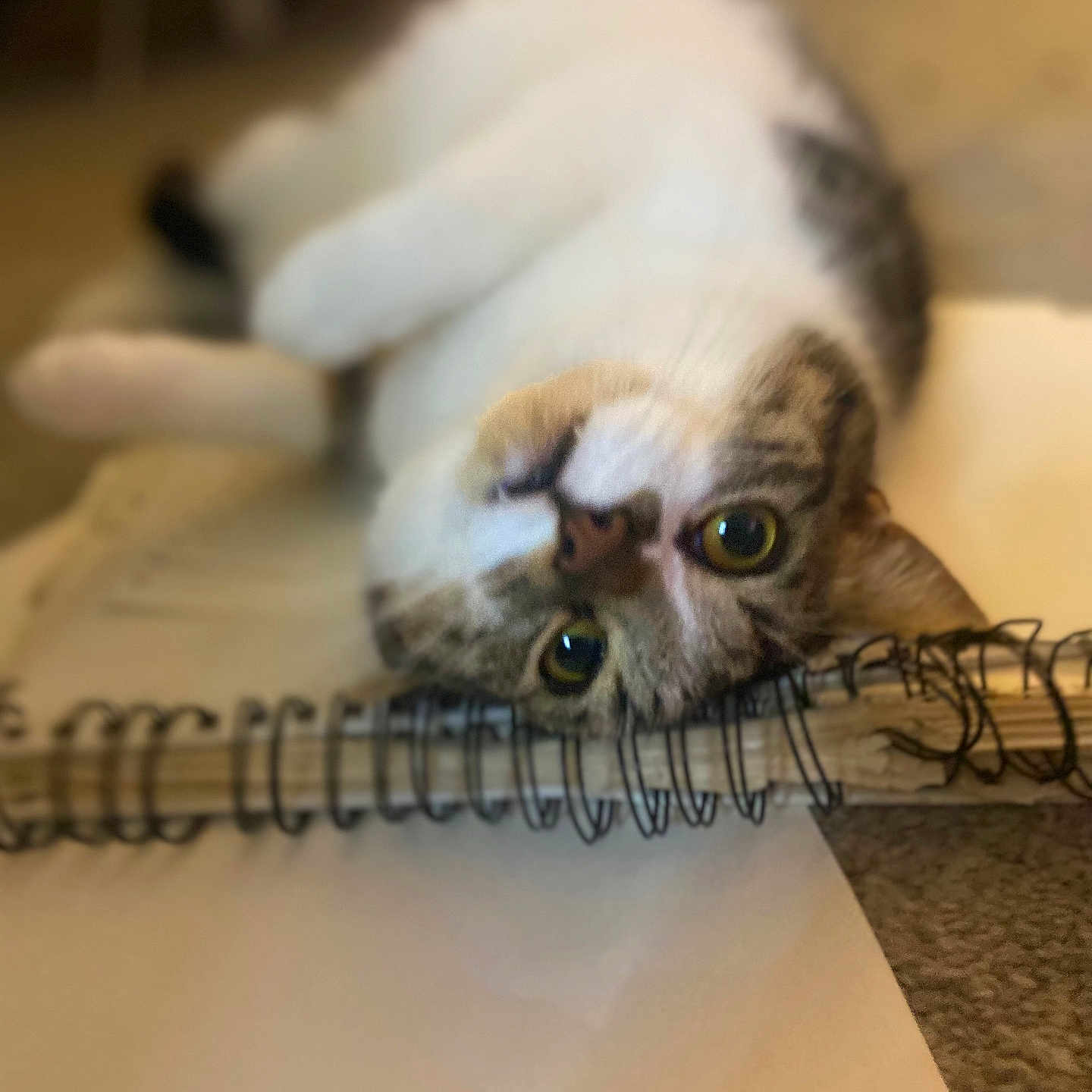 Milo is registered to the contest to win money with this photo: animal, carpet, cat, close_up, curious, cute, domestic_animal, eye_contact, feline, household, indoor, lying_down, notebook, paper, pet, relaxed, soft_focus, spiral_binding, tabby, whiskers