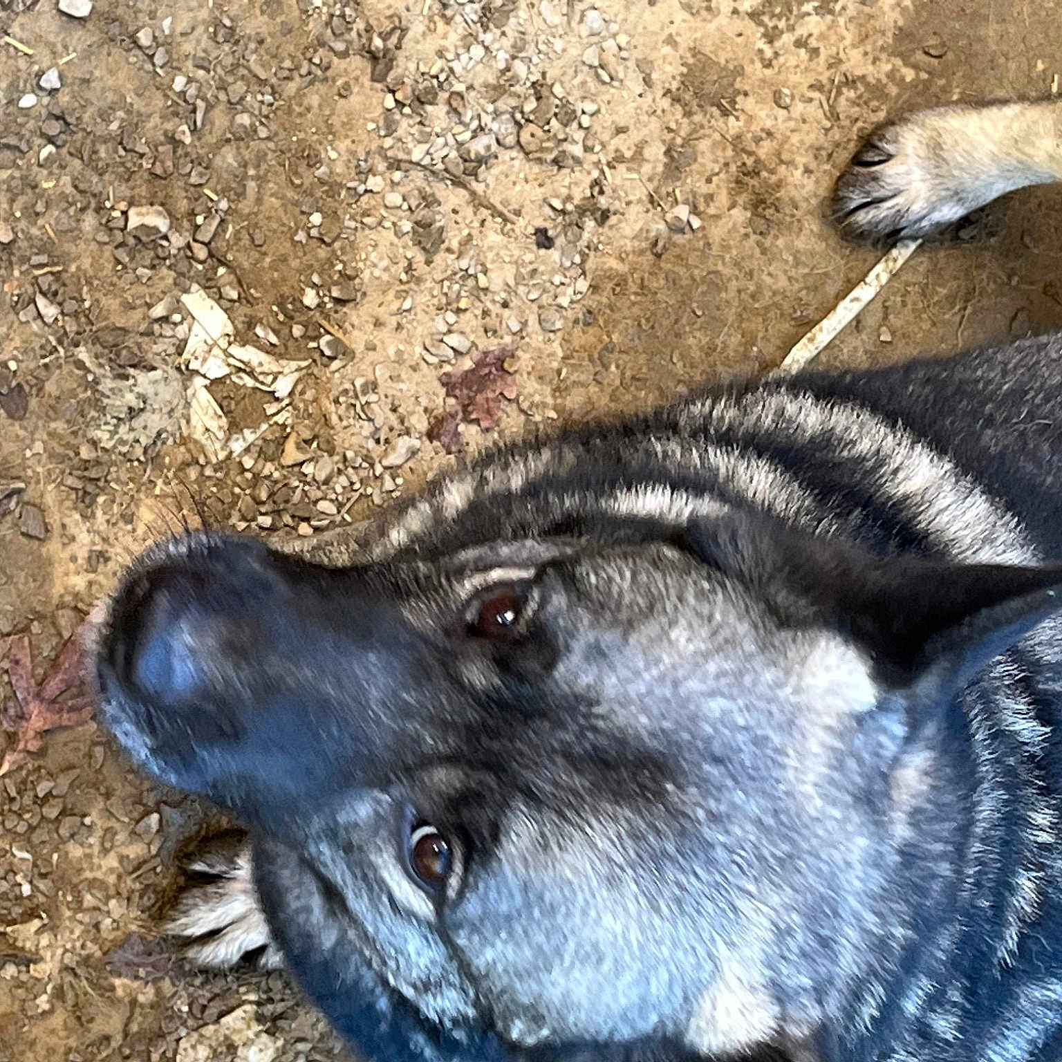 Lakota