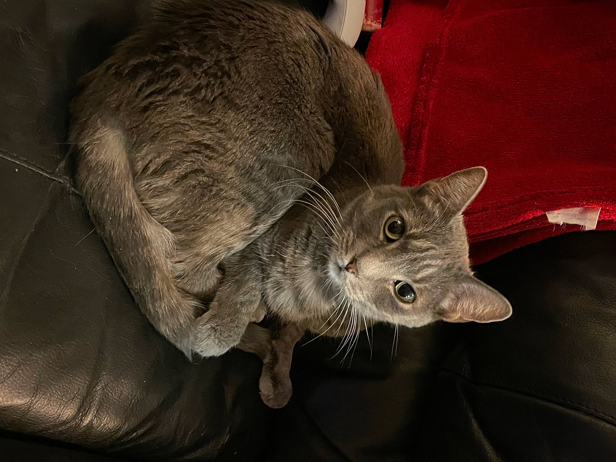 Aggie is registered to the contest to win money with this photo: carnivore, cat, comfort, darkness, domestic_short_haired_cat, ear, felidae, fur, grey, russian_blue, small_to_medium_sized_cats, snout, tail, terrestrial_animal, whiskers