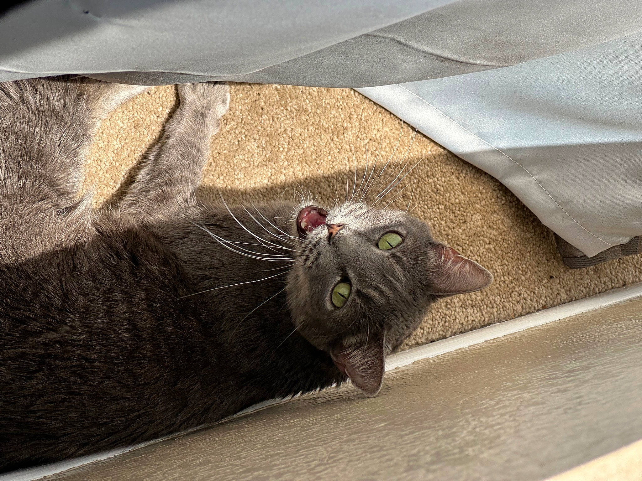 Aggie is registered to the contest to win money with this photo: asphalt, carnivore, cat, claw, comfort, domestic_short_haired_cat, felidae, foot, fur, grass, grey, paw, road_surface, sand, small_to_medium_sized_cats, snout, tail, terrestrial_animal, whiskers, yawn