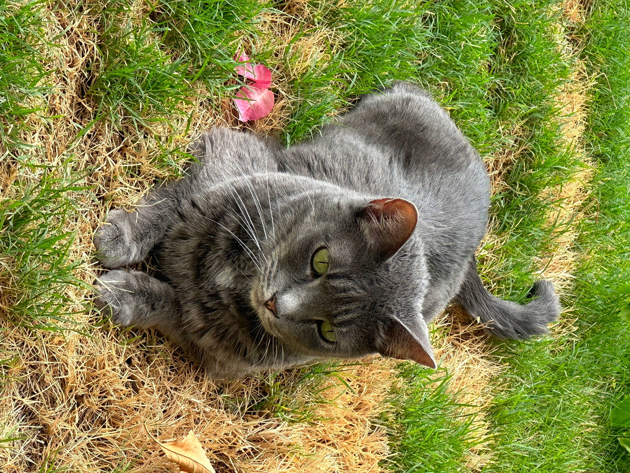 Aggie joined the competition — help win amazing prizes! black_cat, carnivore, cat, domestic_short_haired_cat, felidae, fur, grass, groundcover, plant, russian_blue, small_to_medium_sized_cats, snout, tail, terrestrial_animal, whiskers, wildlife