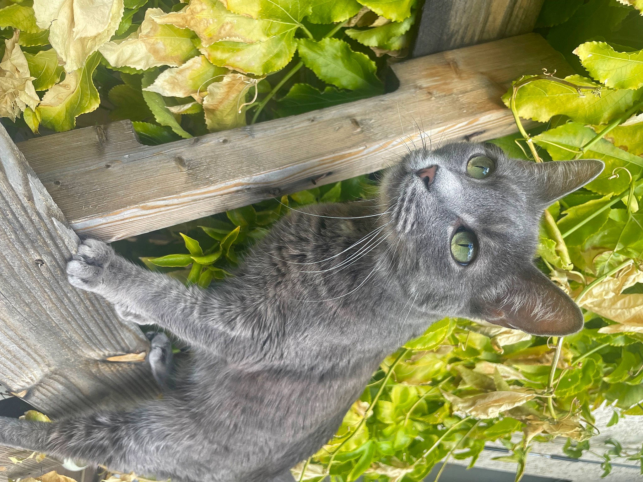 Aggie is registered to the contest to win money with this photo: annual_plant, art, domestic_short_haired_cat, felidae, flowering_plant, fur, grass, green, groundcover, herb, leaf, plant, russian_blue, sculpture, snout, terrestrial_animal, whiskers, wildlife, wood, working_animal