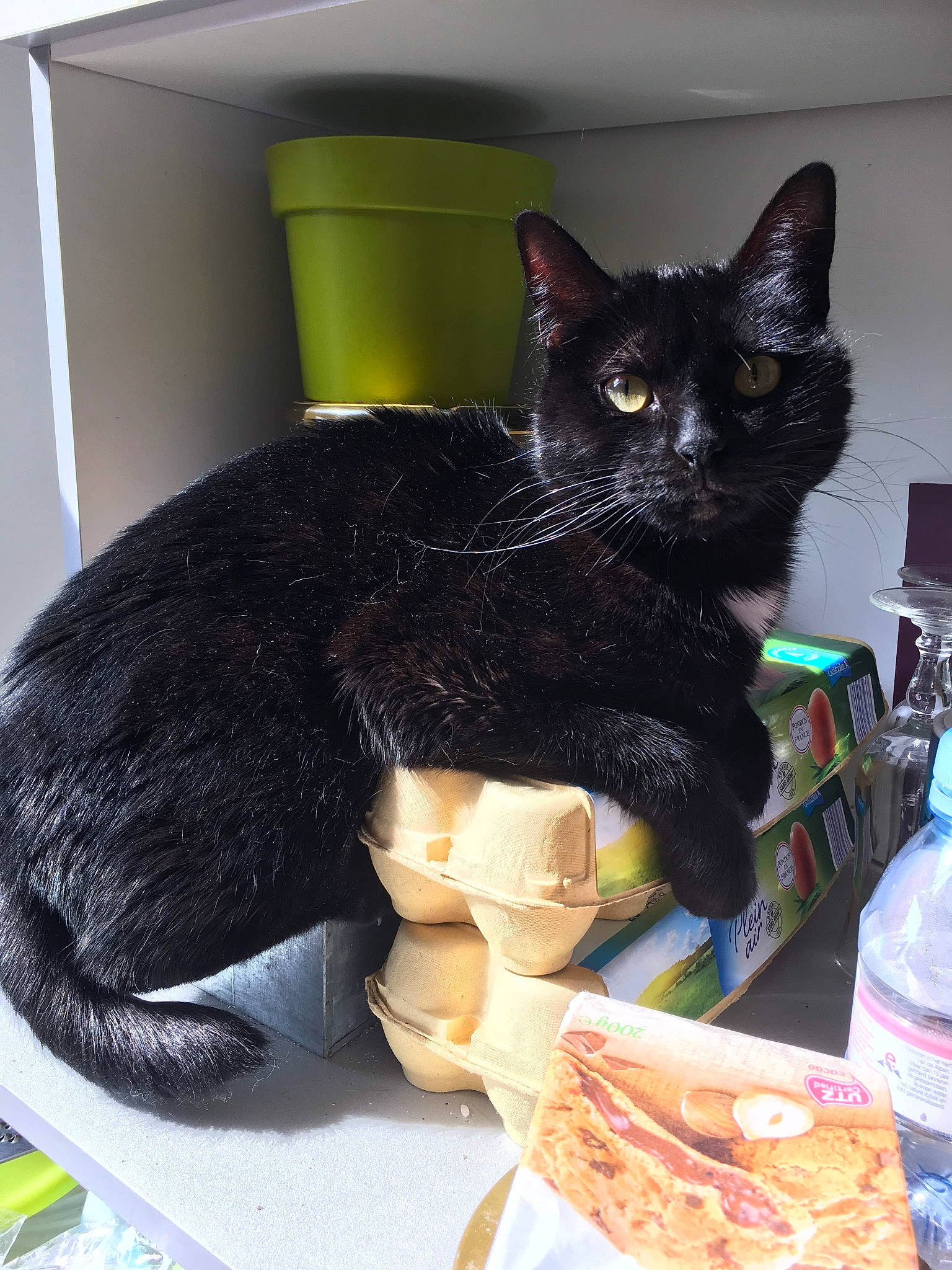 Chouquette participe au concours pour gagner de l'argent avec cette photo : black_cat, bombay, bottle, bottled_water, carnivore, cat, cat_supply, comfort, domestic_short_haired_cat, drinking_water, felidae, fur, pet_supply, plastic_bottle, sitting, small_to_medium_sized_cats, staple_food, tail, water_bottle, whiskers