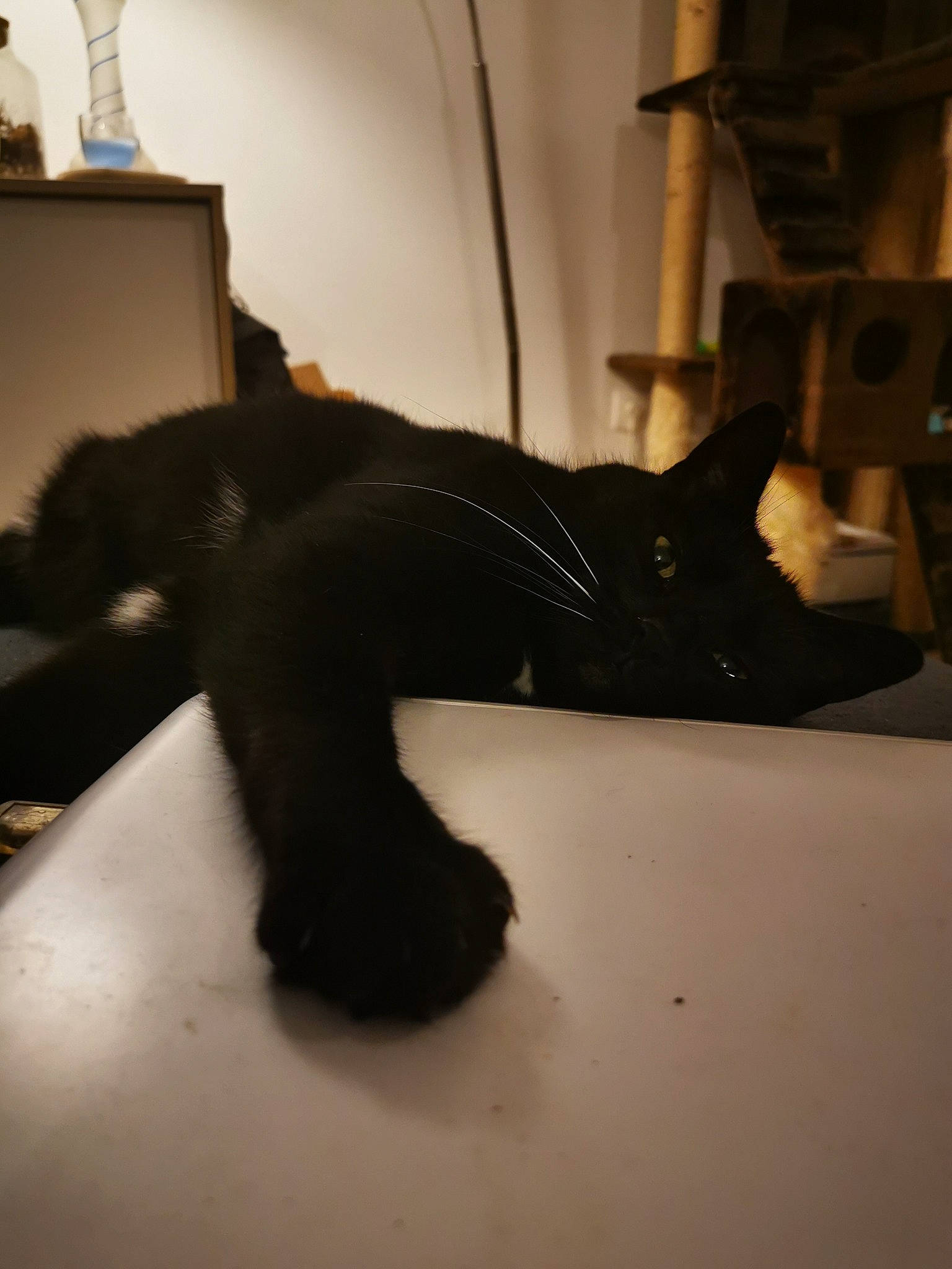 Chouquette a rejoint le concours — aidez-le/la à gagner de superbes lots ! art, black_cat, bombay, cat, comfort, dog_breed, domestic_short_haired_cat, felidae, flooring, fur, human_leg, plumbing_fixture, room, small_to_medium_sized_cats, snout, tail, terrestrial_animal, tints_and_shades, whiskers, wood