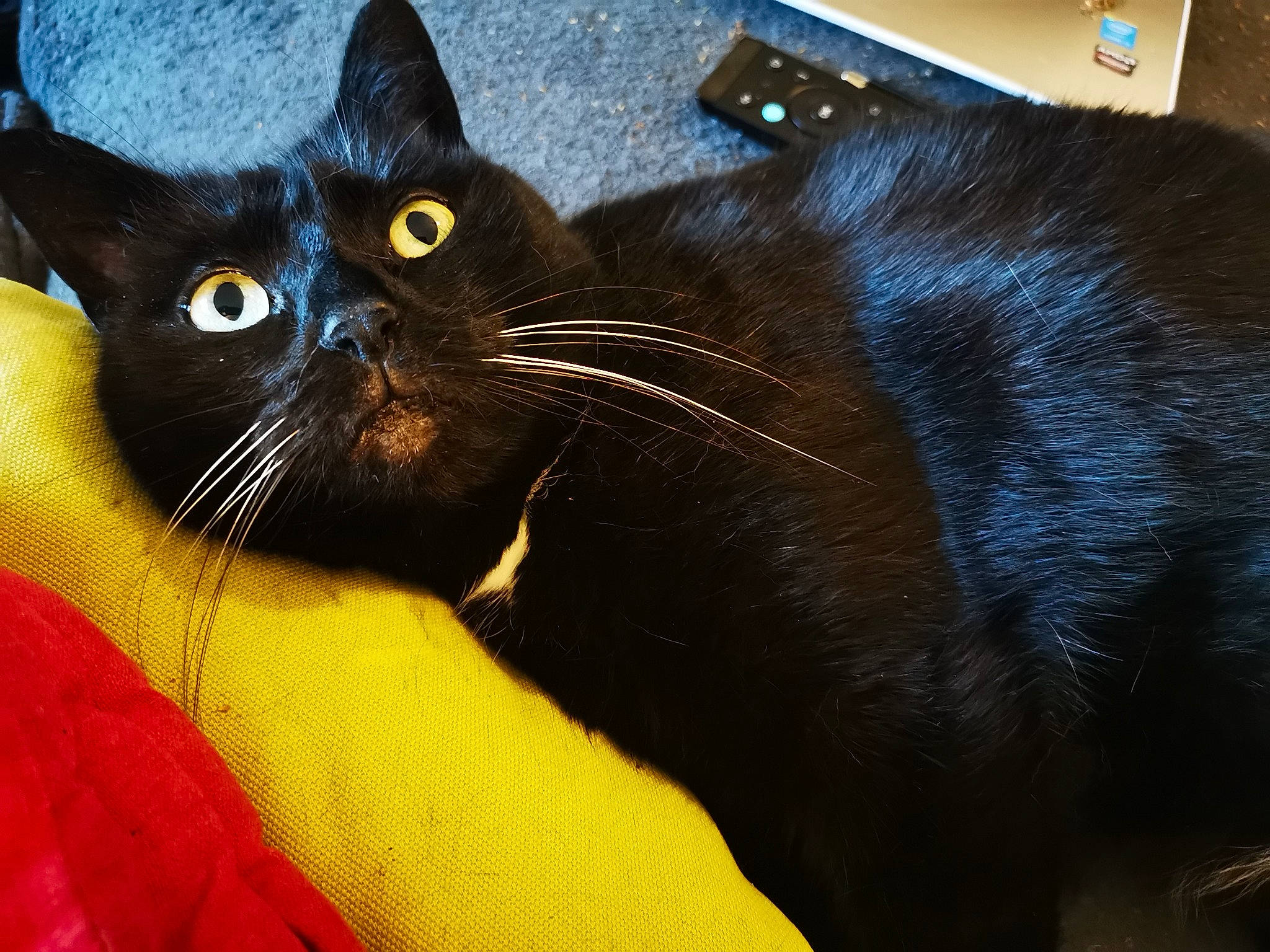 Chouquette participe au concours pour gagner de l'argent avec cette photo : black_cat, bombay, carnivore, cat, claw, comfort, domestic_short_haired_cat, electric_blue, eye, felidae, fur, head, small_to_medium_sized_cats, snout, tail, terrestrial_animal, whiskers