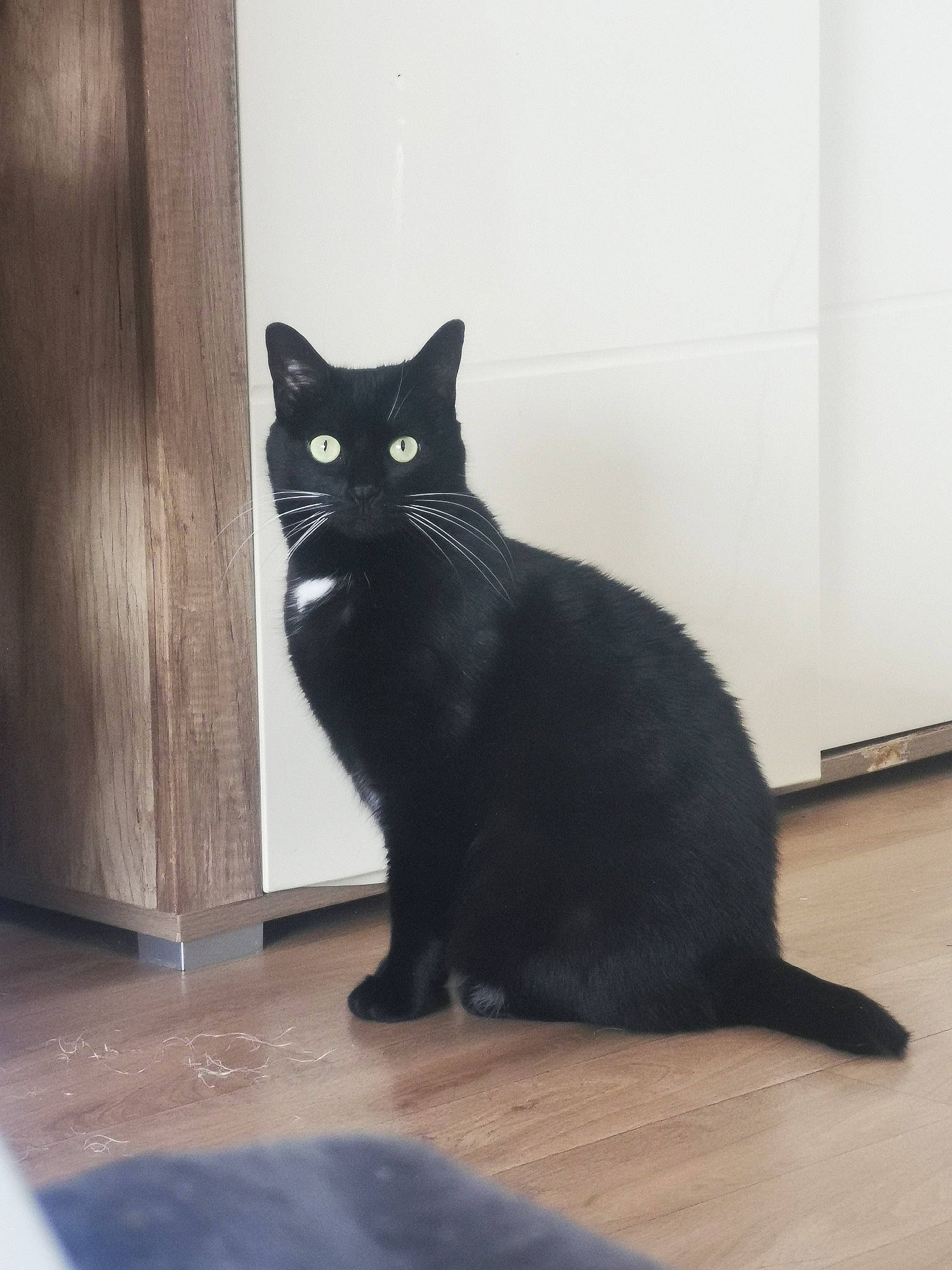 Chouquette participe au concours pour gagner de l'argent avec cette photo : black_cat, carnivore, cat, domestic_short_haired_cat, felidae, floor, flooring, fur, grey, hardwood, paw, shadow, sitting, small_to_medium_sized_cats, snout, stairs, tail, whiskers, window, wood