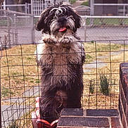 Somny is registered to the contest to win money with this photo: animal, black_and_white, brick, canine, curious, cute, daylight, dog, fence, fur, garden, grass, guard, happy, outdoor, pet, playful, standing, tongue_out, yard