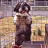 animal, black_and_white, brick, canine, curious, cute, daylight, dog, fence, fur, garden, grass, guard, happy, outdoor, pet, playful, standing, tongue_out, yard
