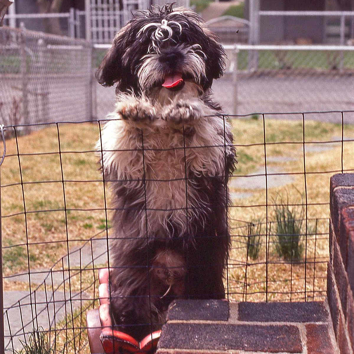 Somny is registered to the contest to win money with this photo: animal, black_and_white, brick, canine, curious, cute, daylight, dog, fence, fur, garden, grass, guard, happy, outdoor, pet, playful, standing, tongue_out, yard