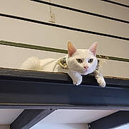 Snowie joined the competition — help win amazing prizes! animal, cat, ceiling, collar, cute, ears, feline, fur, house, indoor, lace, looking, paws, pet, relaxed, resting, shelf, whiskers, white_cat, wooden_beam