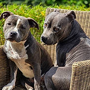 Topaze Et Athena participe au concours pour gagner de l'argent avec cette photo : animal_photography, canine, dogs, floppy_ears, furniture, garden, grass, gray_coat, greenery, outdoor, pets, pit_bull, portrait, seated, short_hair, sunlight, two_dogs, white_chest, white_markings, wicker_chair