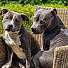 animal_photography, canine, dogs, floppy_ears, furniture, garden, grass, gray_coat, greenery, outdoor, pets, pit_bull, portrait, seated, short_hair, sunlight, two_dogs, white_chest, white_markings, wicker_chair