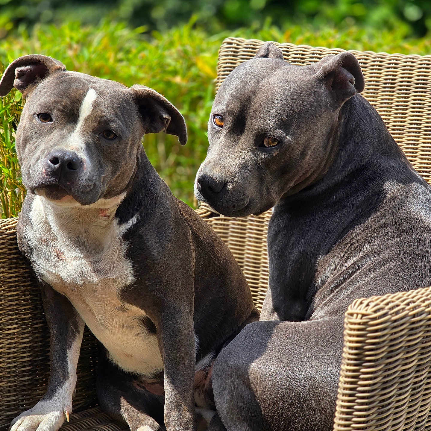 Topaze Et Athena participe au concours pour gagner de l'argent avec cette photo : animal_photography, canine, dogs, floppy_ears, furniture, garden, grass, gray_coat, greenery, outdoor, pets, pit_bull, portrait, seated, short_hair, sunlight, two_dogs, white_chest, white_markings, wicker_chair