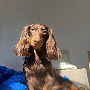 Rosie a rejoint le concours — aidez-le/la à gagner de superbes lots ! dog, long_hair, brown_dog, pet, indoor, couch, blanket, sunlight, cozy, relaxed, animal, fur, cute, companion, paw, home, portrait, canine, sitting, resting