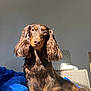 dog, long_hair, brown_dog, pet, indoor, couch, blanket, sunlight, cozy, relaxed, animal, fur, cute, companion, paw, home, portrait, canine, sitting, resting
