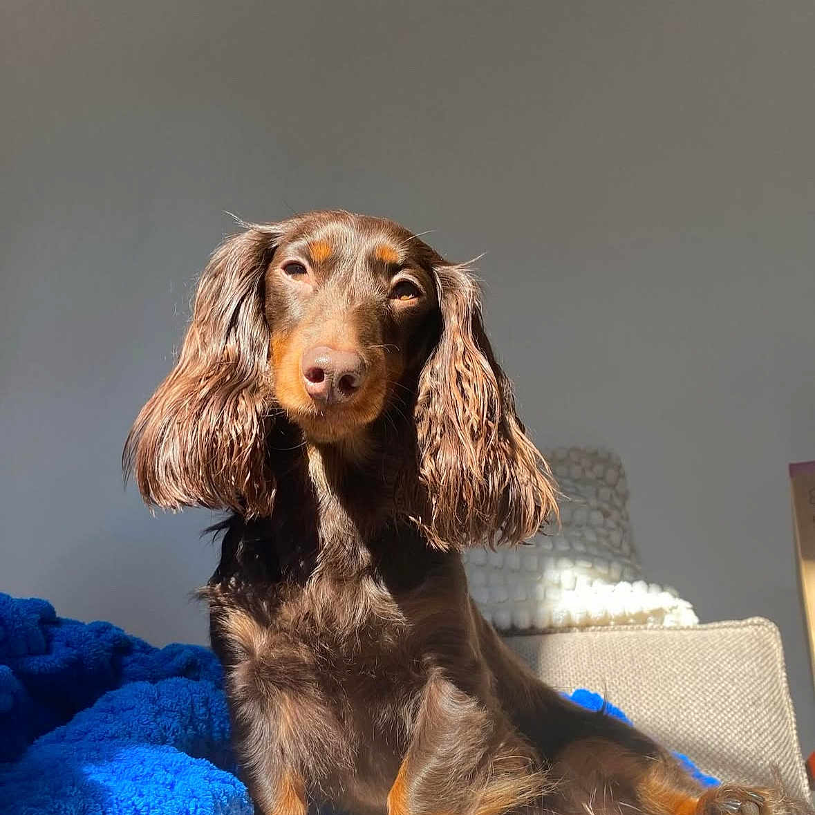 Rosie a rejoint le concours — aidez-le/la à gagner de superbes lots ! animal, blanket, brown_dog, canine, companion, couch, cozy, cute, dog, fur, home, indoor, long_hair, paw, pet, portrait, relaxed, resting, sitting, sunlight