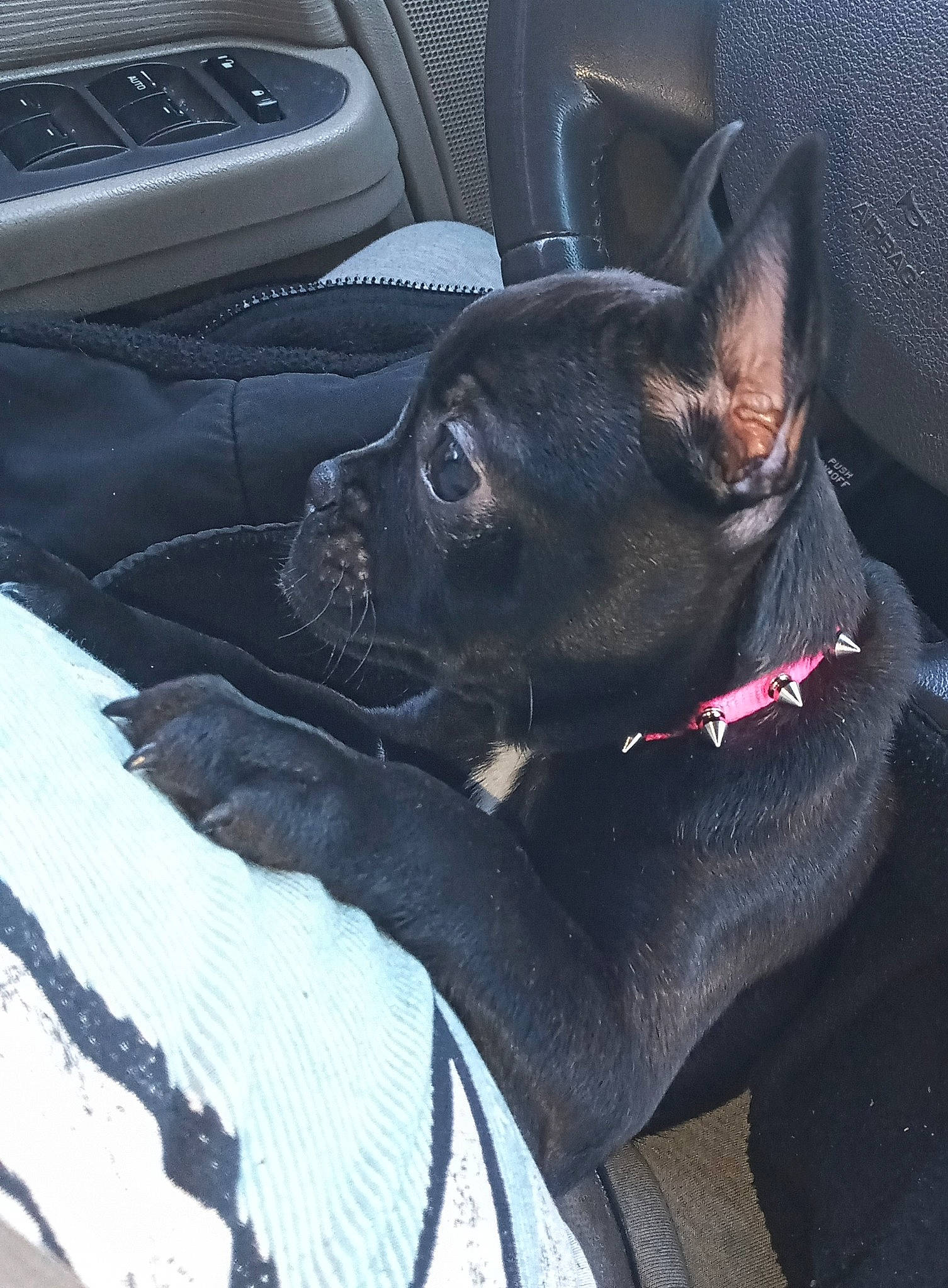 Koko Mai is registered to the contest to win money with this photo: auto_part, automotive_tire, black, car_seat_cover, carnivore, collar, comfort, companion_dog, dog, dog_breed, fawn, grey, motor_vehicle, personal_luxury_car, snout, sporting_group, steering_wheel, toy_dog, vehicle_door, working_animal